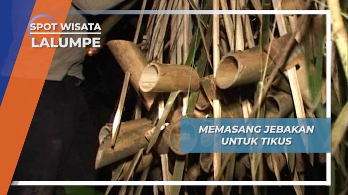 Dodeso,  Jebakan Tikus Ekor Putih Desa Lalumpe Minahasa
