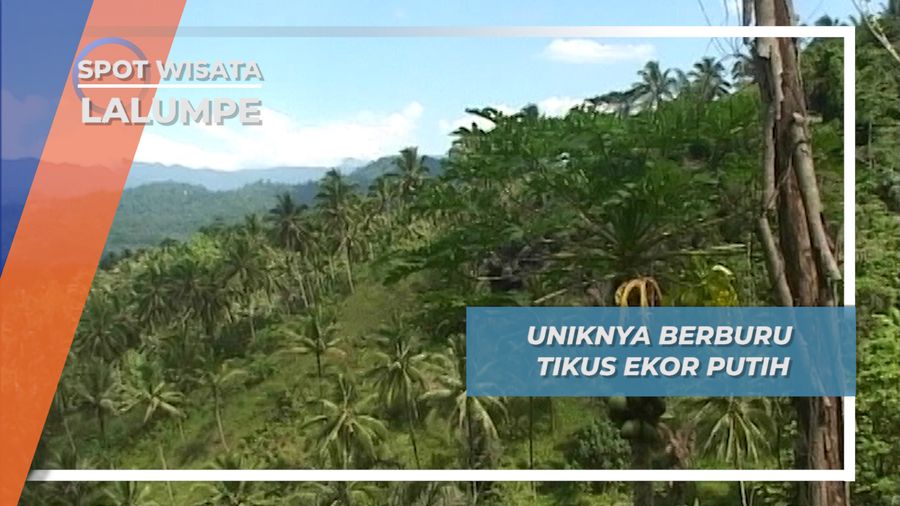 Cara Unik dan Pantangan Berburu Tikus Ekor Putih Desa Lalumpe