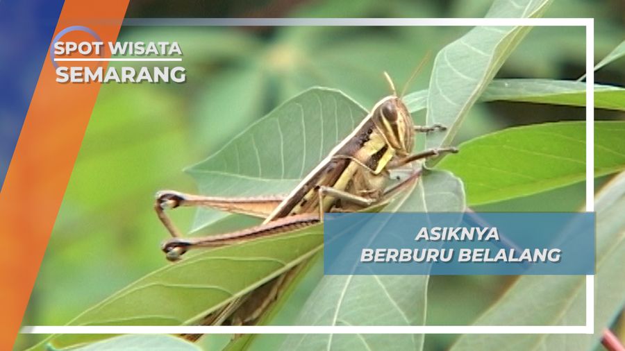 Nikmati Serunya Berburu Belalang di Ungaran Semarang