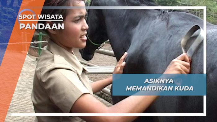 Memandikan Kuda, Salah Satu Cara Merawat Kesehatannya, Pandaan