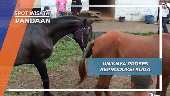 Teknik Pengembangbiakan Kuda, Pandaan