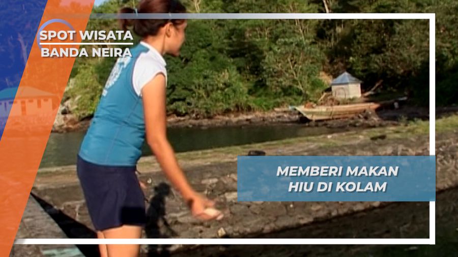 Memberi Makan Hiu dari Dekat, Pengalaman Tidak Terlupakan di Banda Neira