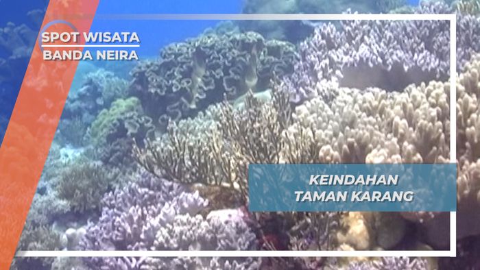 Taman Karang Banda Neira, Keindahan Bawah Laut yang Memanjakan Mata