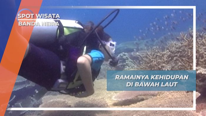 Biota Laut Eksotis Banda Neira, Harta Tak Ternilai dari Alam