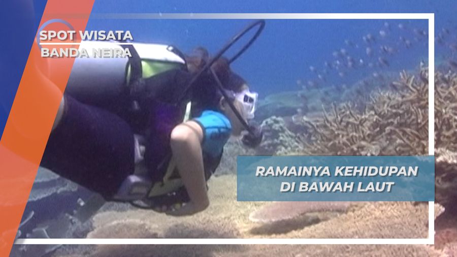 Biota Laut Eksotis Banda Neira, Harta Tak Ternilai dari Alam