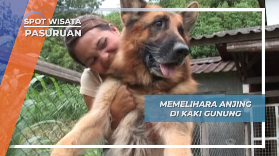 Memelihara Anjing di Kaki Gunung, Pasuruan
