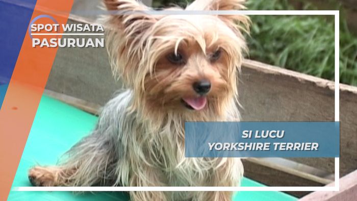 Si Lucu Yorkshire Terrier, Pasuruan