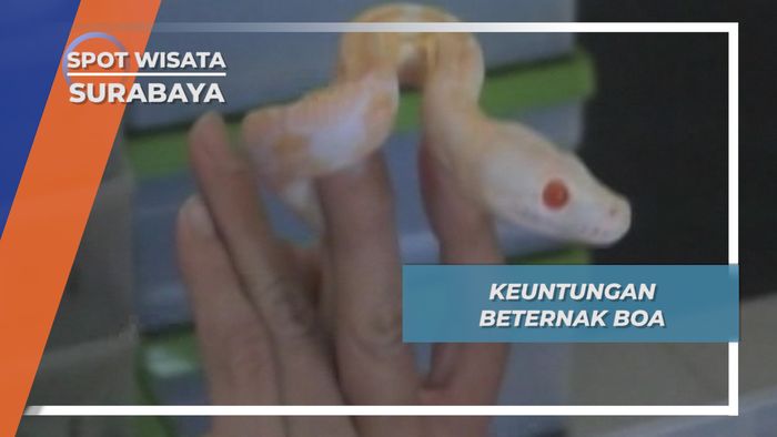 Keuntungan Beternak Boa, Surabaya