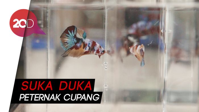 Ladang Rezeki Cupang di Tengah Pandemi Corona