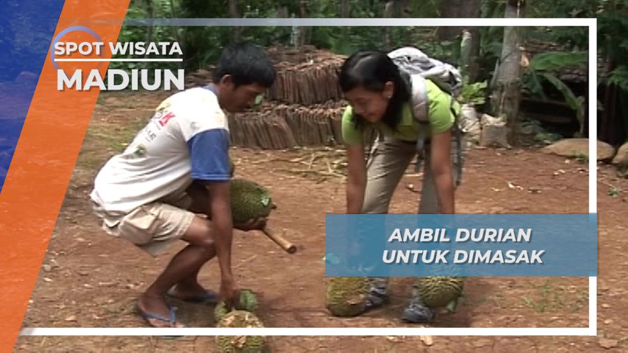 Mengambil Durian untuk Dimasak, Madiun