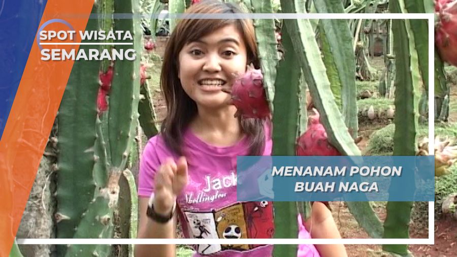 Penanaman Pohon Buah Naga, Semarang