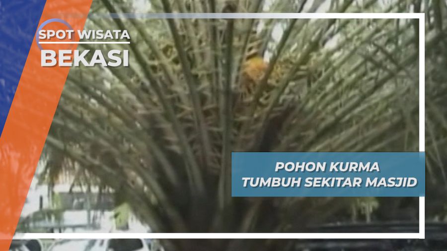 Pohon Kurma Tumbuh Sekitar Masjid, Bekasi