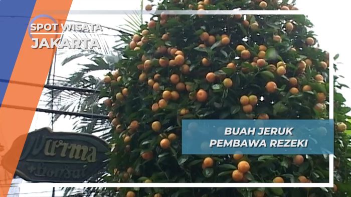 Buah Jeruk Pembawa Rezeki, Jakarta