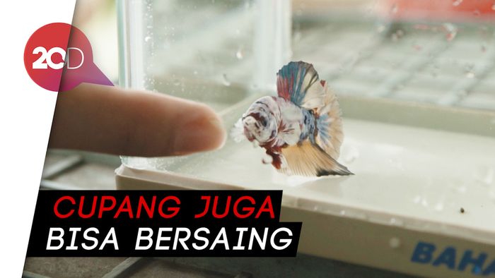 Melatih Mental Cupang di Kontes Kecantikan