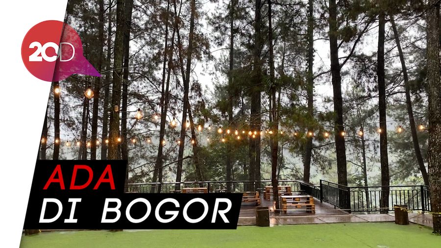  Ngopi Syahdu Ditemani Pemandangan Hutan Pinus