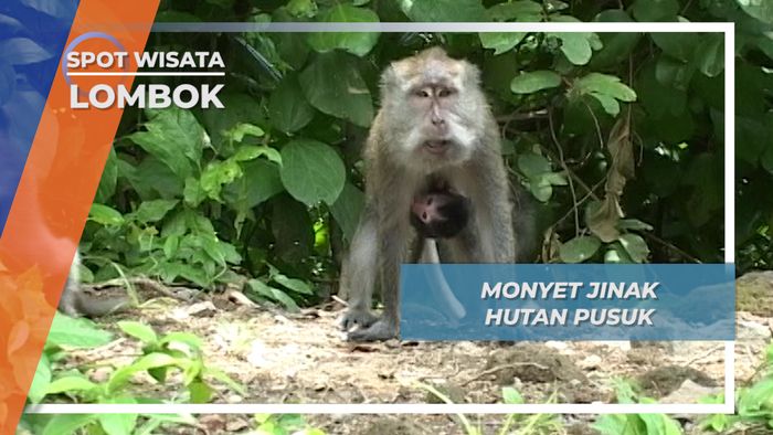 Monyet Jinak Hutan Pusuk, Lombok