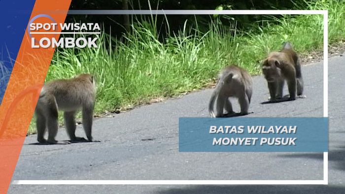 Batas Wilayah Monyet Pusuk, Lombok