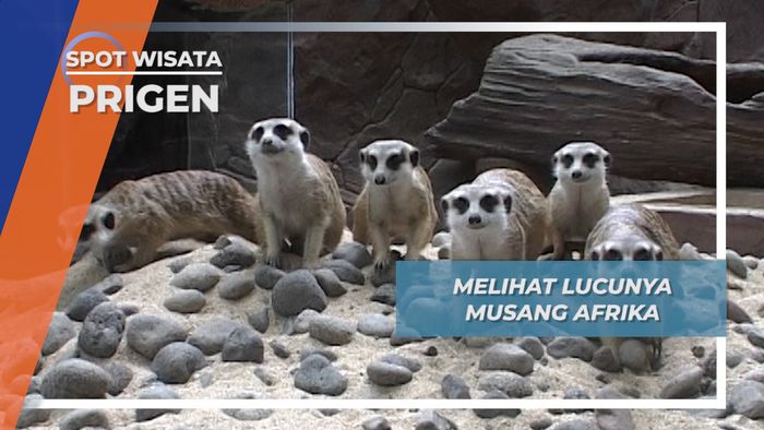 Melihat Lucunya Musang Afrika, Prigen