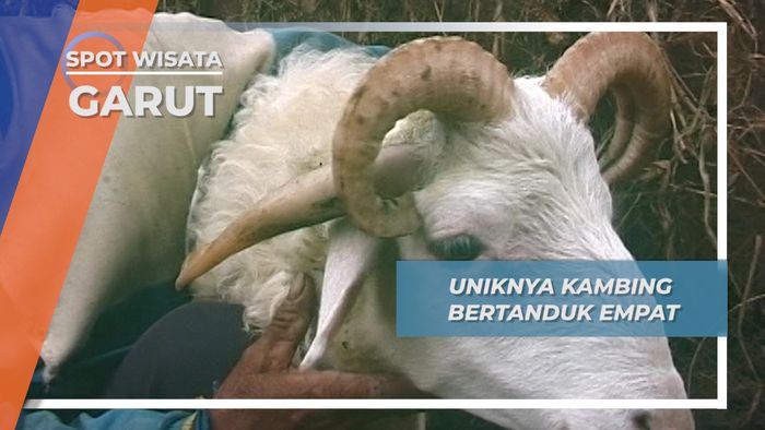 Uniknya Kambing Bertanduk Empat, Garut