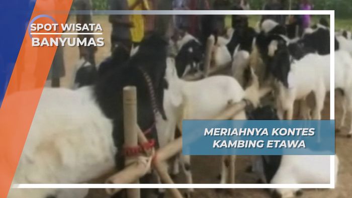 Meriahnya Kontes Kambing Etawa, Banyumas