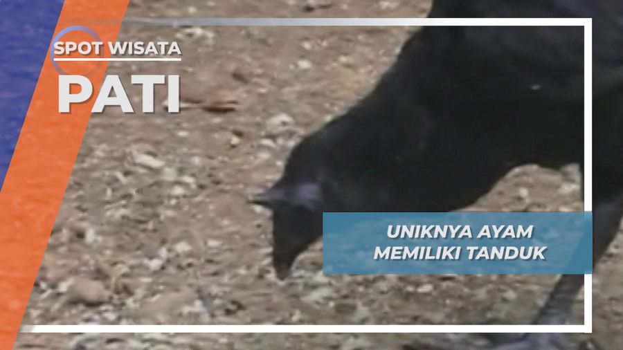 Uniknya Ayam Memiliki Tanduk, Pati