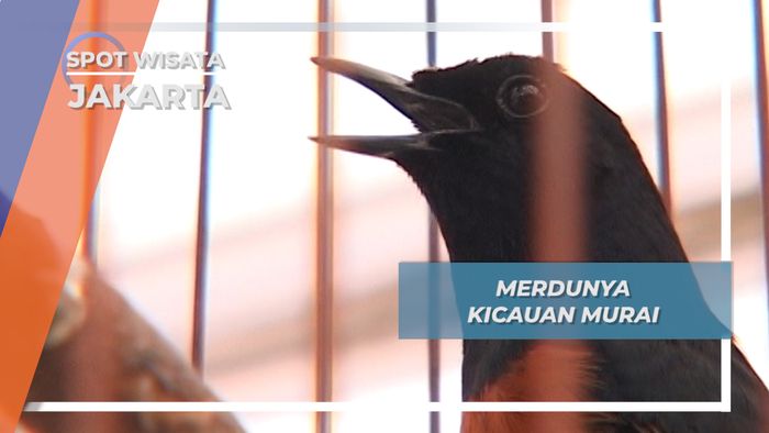 Merdunya Kicauan Murai, Jakarta