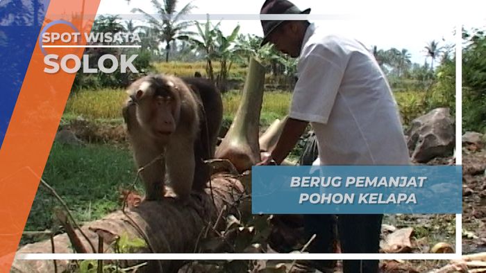 Beruk Pemanjat Pohon Kelapa, Solok