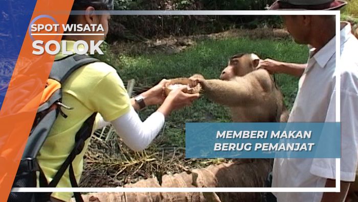Memberi Makan Beruk Pemanjat, Solok