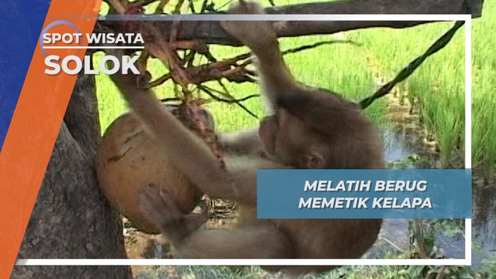 Melatih Beruk Memetik Kelapa, Solok
