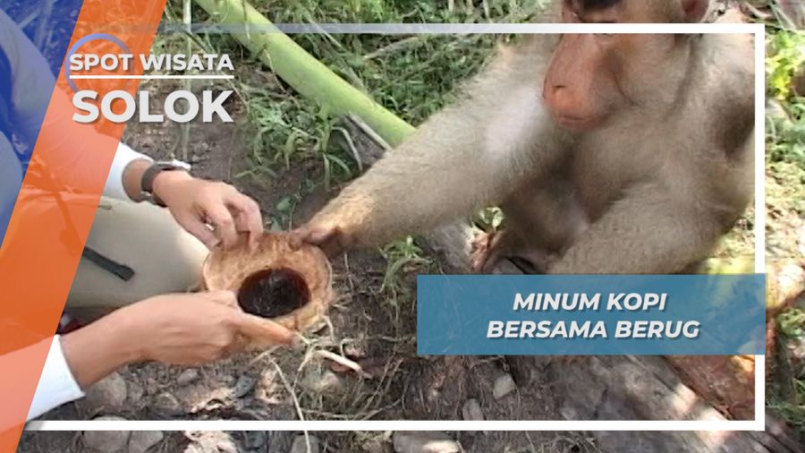 Minum Kopi Bersama Beruk, Solok