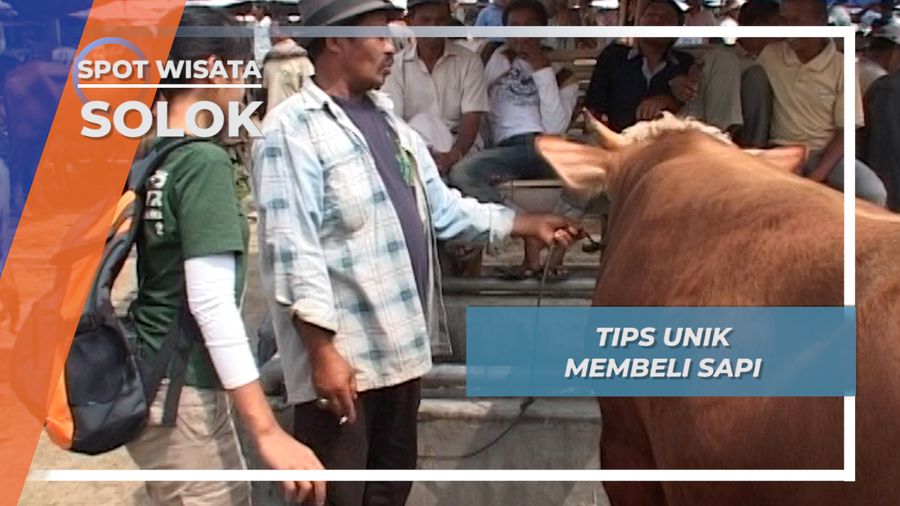 Tips Unik Membeli Sapi, Solok