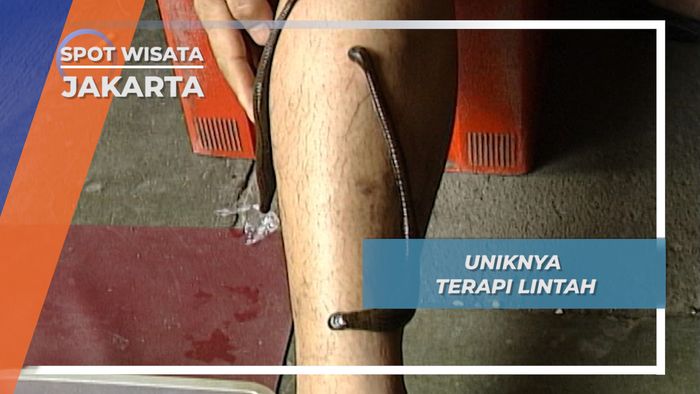 Fungsi Unik Lintah, Sebagai Media Pengobatan Alternatif Pembersih Darah, Jakarta