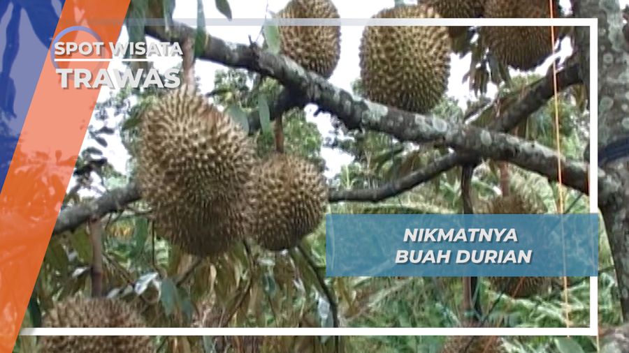 Nikmatnya Buah Durian, Trawas