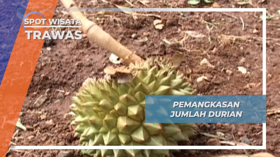 Pemangkasan Jumlah Durian, Trawas