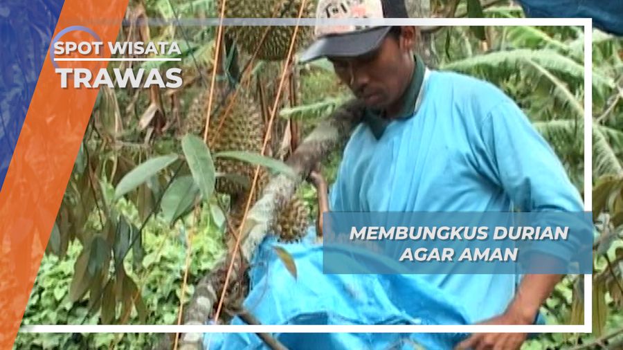 Membungkus Durian Agar Aman, Trawas