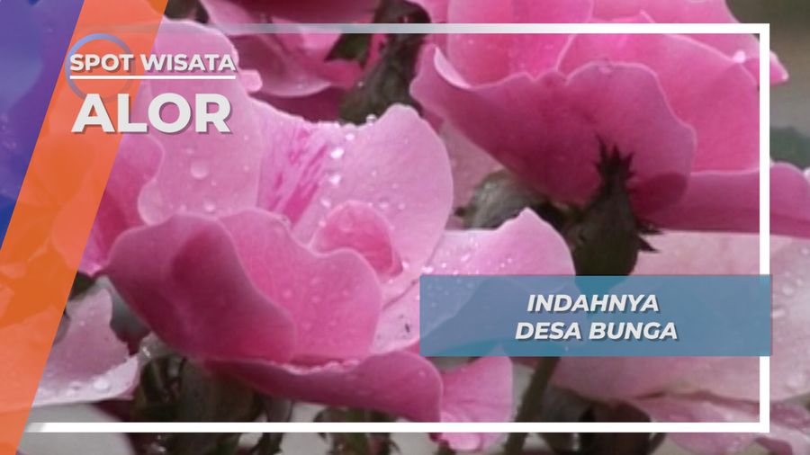 Indahnya Desa Bunga, Alor