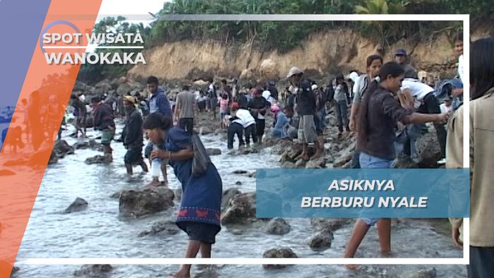 Berburu Nyale,Cacing Pantai Berukuran Besar Wanokaka