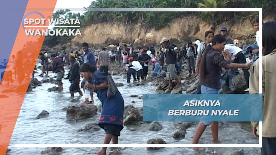 Berburu Nyale,Cacing Pantai Berukuran Besar Wanokaka