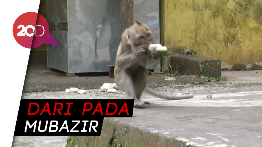 Imbas Wisata Merapi Tutup, Dagangan Diberikan ke Monyet