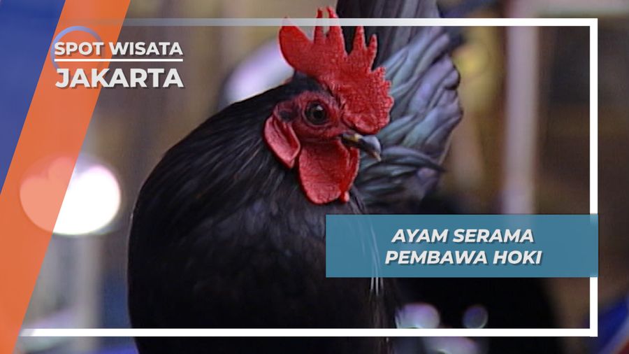 Ayam Serama Pembawa Hoki, Jakarta