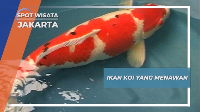  Ikan Koi yang Menawan, Jakarta