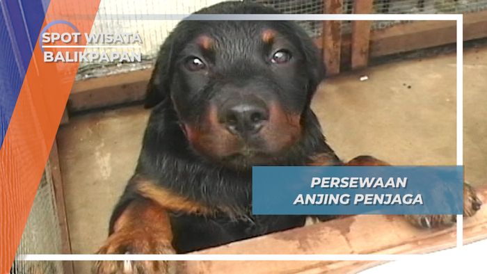 Persewaan Anjing Penjaga, Balikpapan