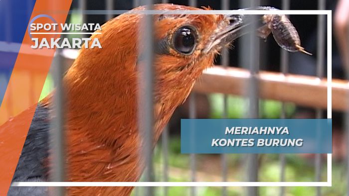 Meriahnya Kontes Burung, Jakarta