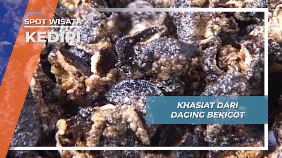 Khasiat dari Daging Bekicot, Kediri