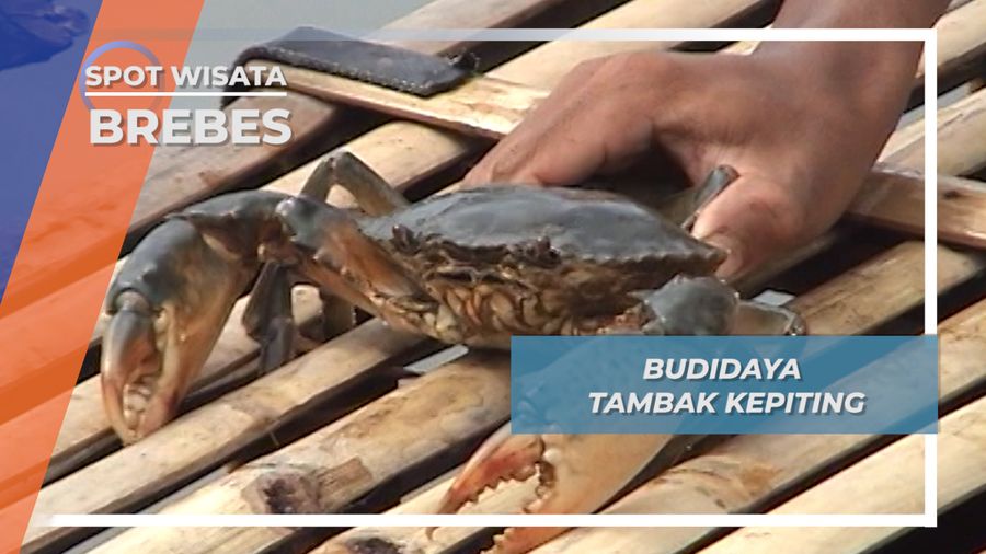 Budidaya Tambak Kepiting, Brebes