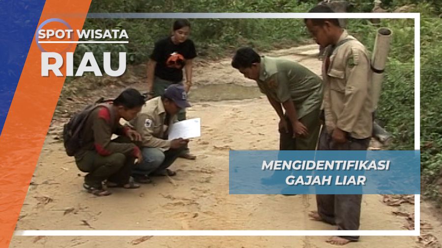 Little Nella Ikut Patroli Mencari Jejak si Gajah Liar Taman Nasional Tesso Nilo Riau