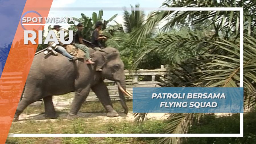 Flying Squad, Patroli Gajah Liar Taman Nasional Tesso Nilo Riau