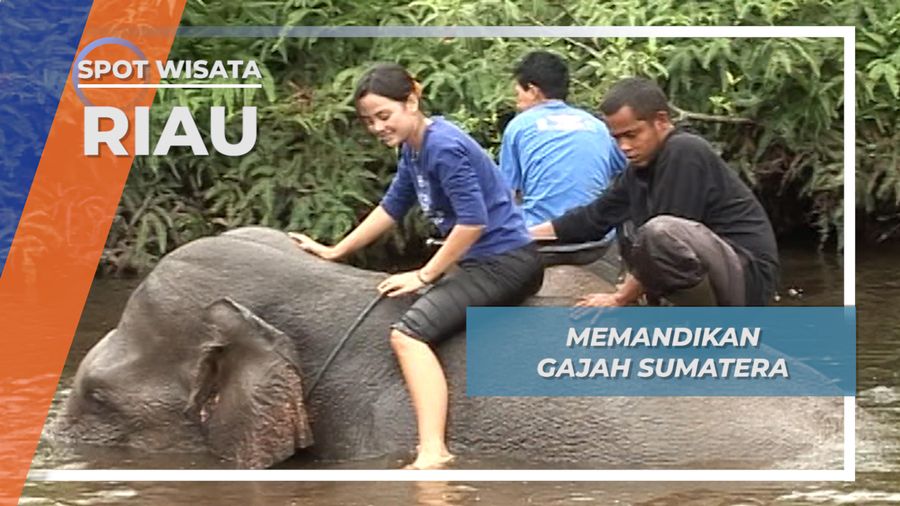 Mandi Gajah  ala Taman Nasional Tesso Nilo Riau