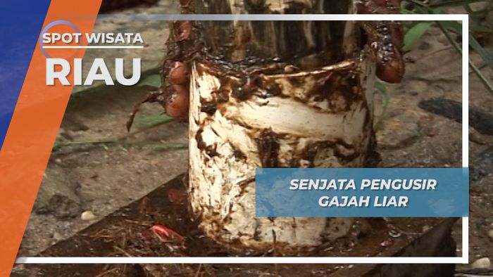 Boli, Adonan Andalan Penghalau Gajah Liar ala Taman Nasional Tesso Nilo Riau