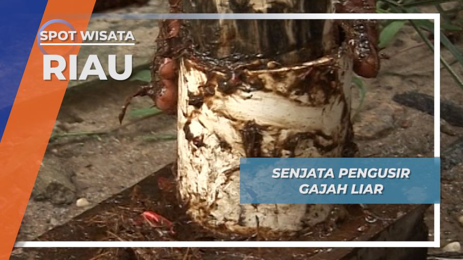 Boli, Adonan Andalan Penghalau Gajah Liar ala Taman Nasional Tesso Nilo Riau